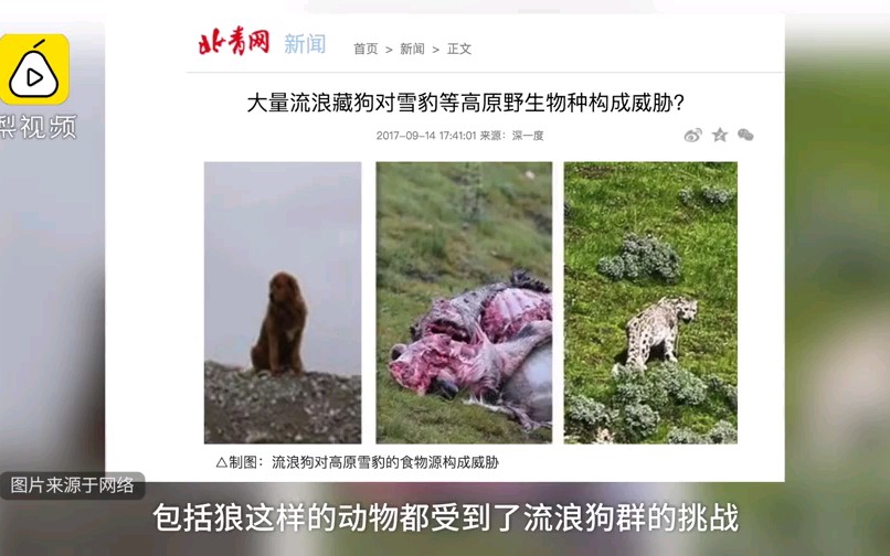 西藏高原流浪藏獒泛滥成灾！雪豹、狼等动物惨遭毒手