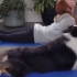 TikTok上一只超自律的狗狗，天天都要跟着主人一起做瑜伽，这也太聪明了点