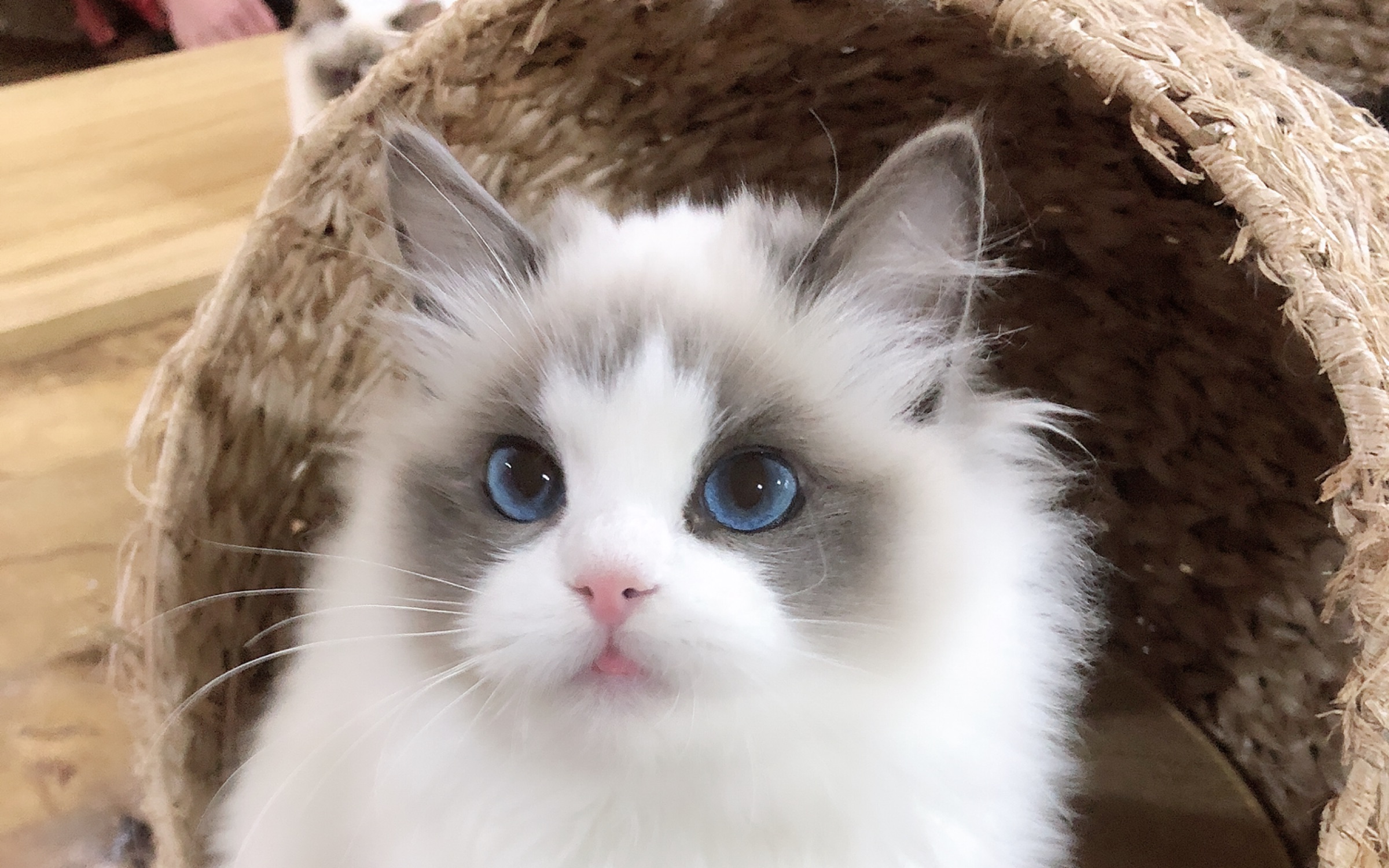 重庆汗心布偶猫舍的全部相关视频_bilibili_哔哩哔哩