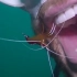 国外一名潜水员张开嘴，让海中小虾游入清洁牙齿