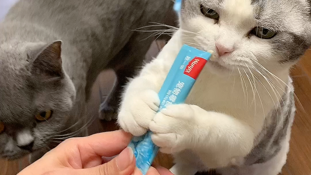 顽皮欧一吸猫条，好次的不得了呀！两只喵宠物用品