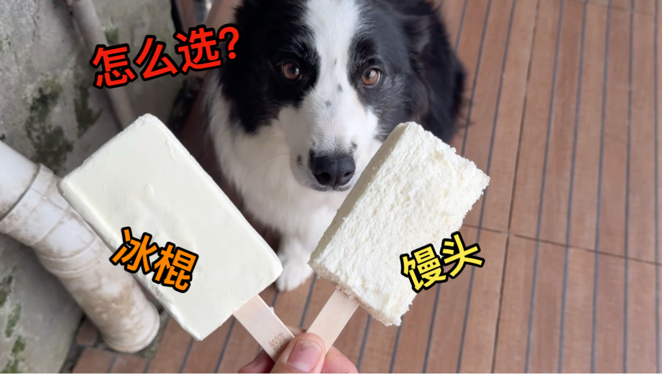 天热时把馒头做成冰棍的样子混入其中，看看狗子怎么选？