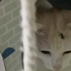 绳子勾引
