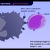 体液免疫机制动画（科普小视频）
