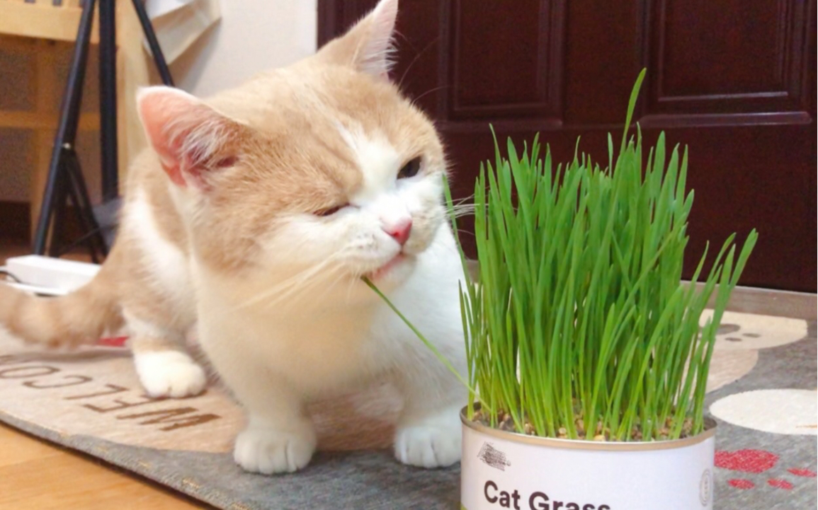 【讨论】小猫咪第一次吃草，结果吃了个寂寞…[一阶段]的第1张示图