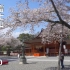 樱花 富士山 浅間大社 Cherry Blossoms At Fujisanhongu Sengentaisha Shr