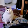 Huh猫  高清原版视频
