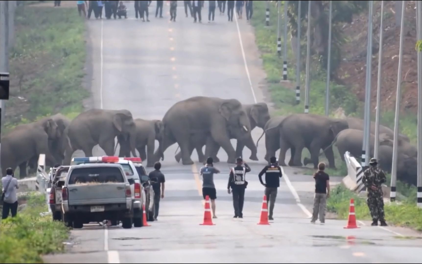 大象一家穿越公路，场面太壮观！