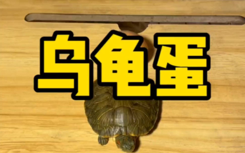 这个乌龟蛋怎么长得这么丑？