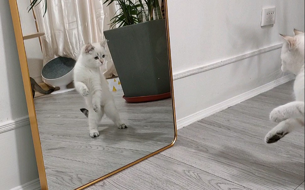 镜子里的小猫咪怎么可以这么好看！
