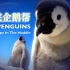 【纪录片】企鹅群里有特务(2012)[3集]国语配音版 高清中字 卧底企鹅帮
