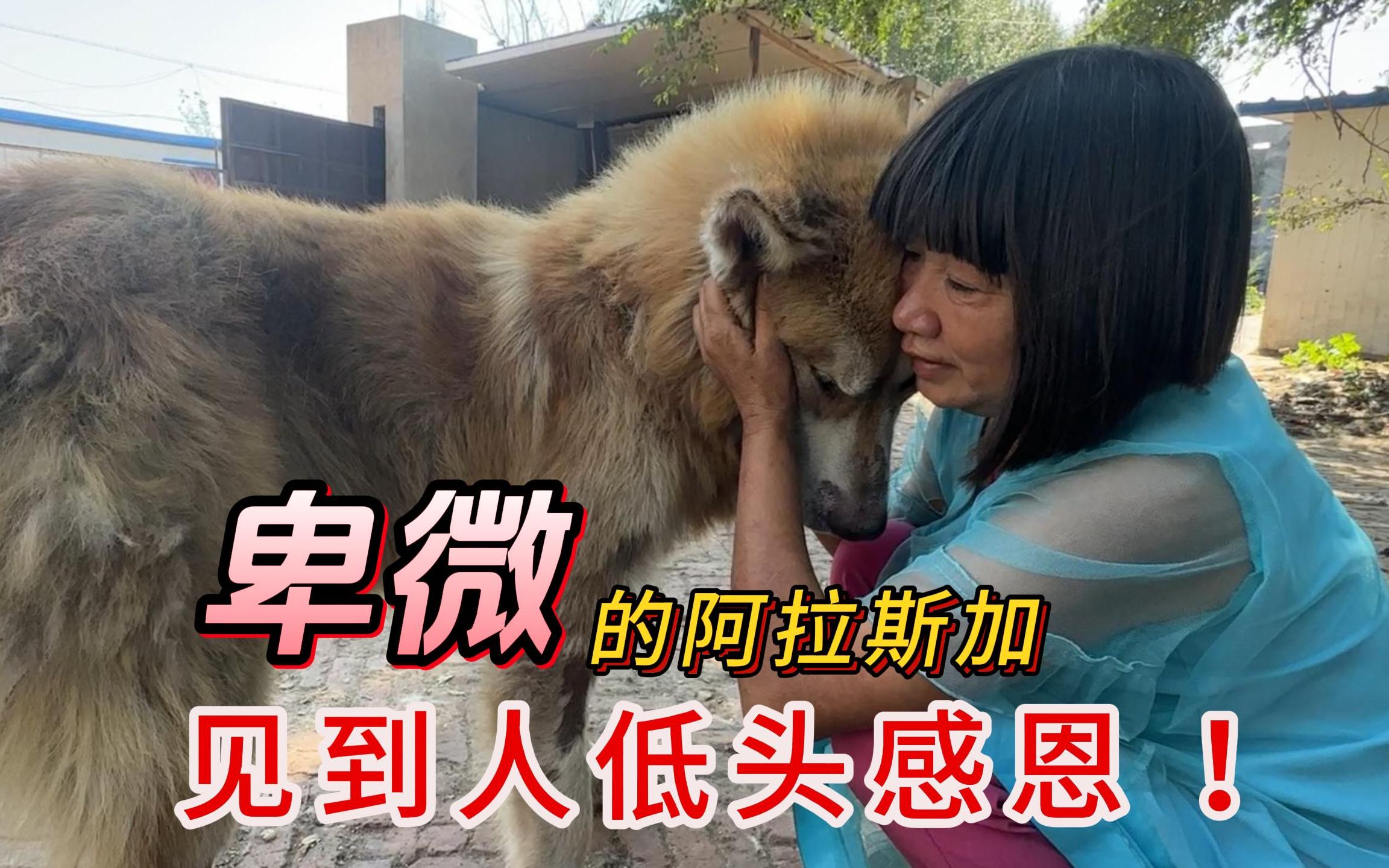 刘丽54岁生日！卑微的阿拉斯加犬，见到人对它好，狗狗总是低头感恩！