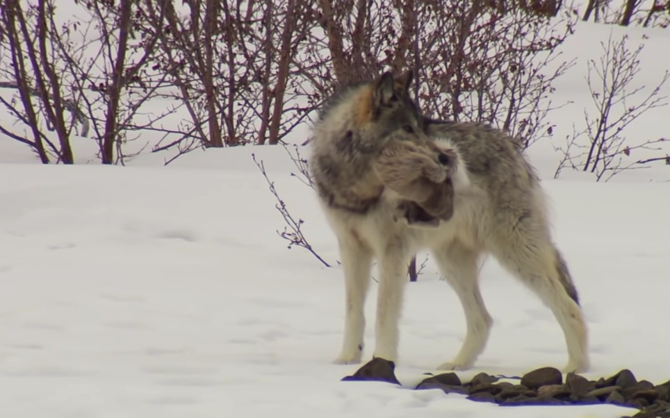 西伯利亚狼的真实录像