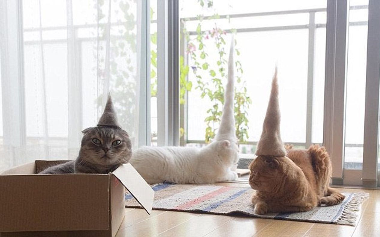给猫做帽子，不花一分钱，帽毛出在猫身上