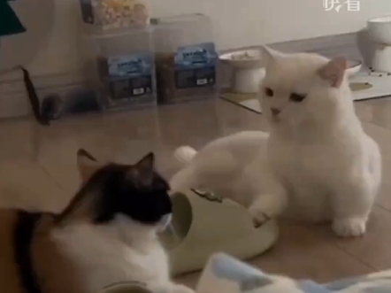 两只猫咪吵架，没想到白猫一怒之下