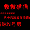 救救猫猫！猫咪的噩梦N号房！八十只流浪猫惨遭虐杀