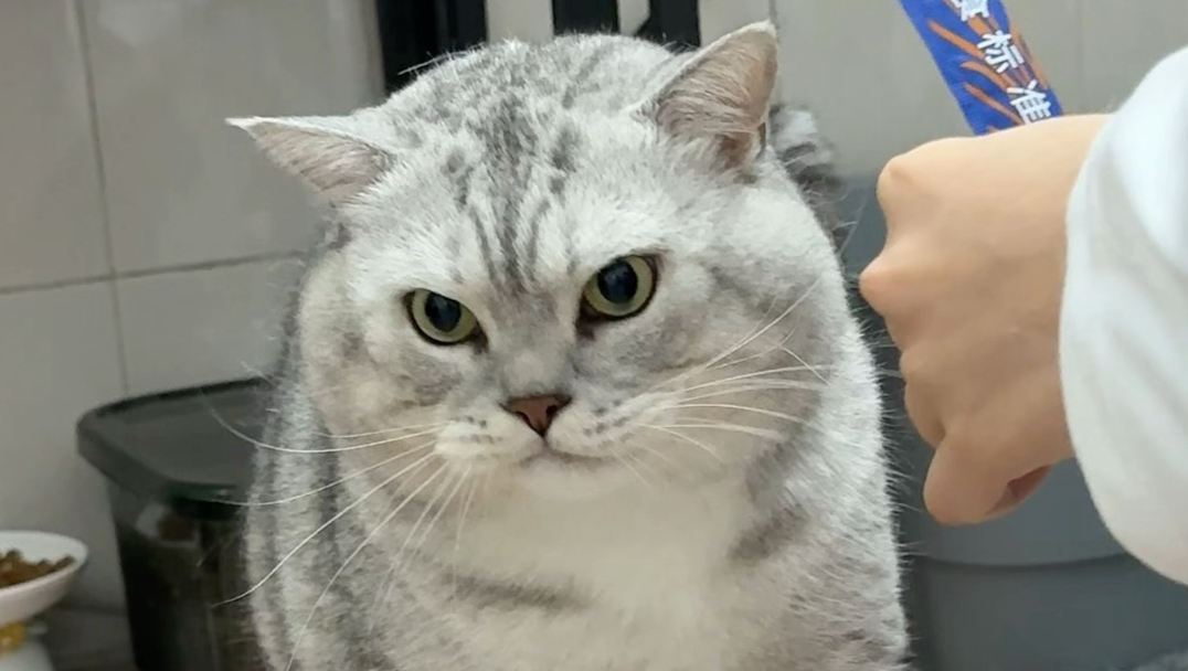 大壮就是不跟小姨握手