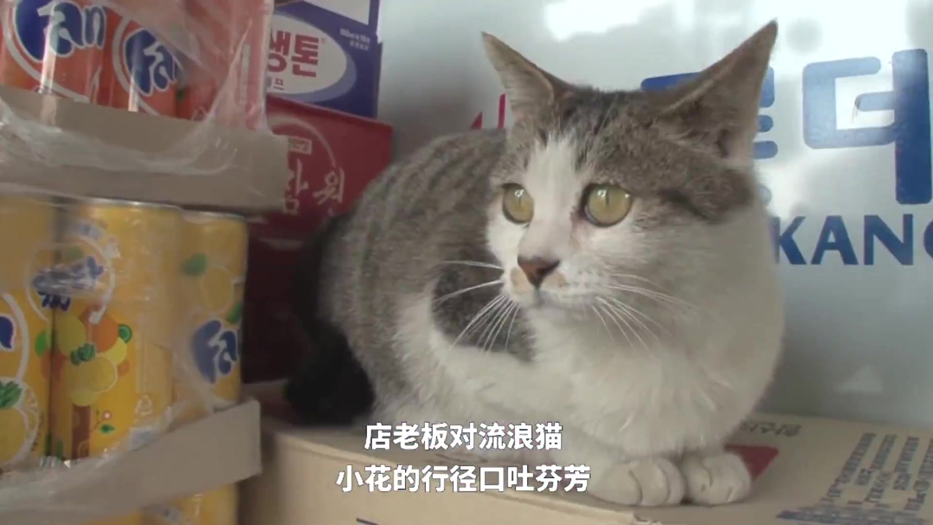 【麦德氏宠物故事】小猫咪闯入杂货店，蹭吃蹭喝还打狗