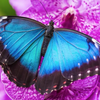 『科普』蓝色的生物为什么在自然界如此稀有 Why Is Blue So Rare In Nature