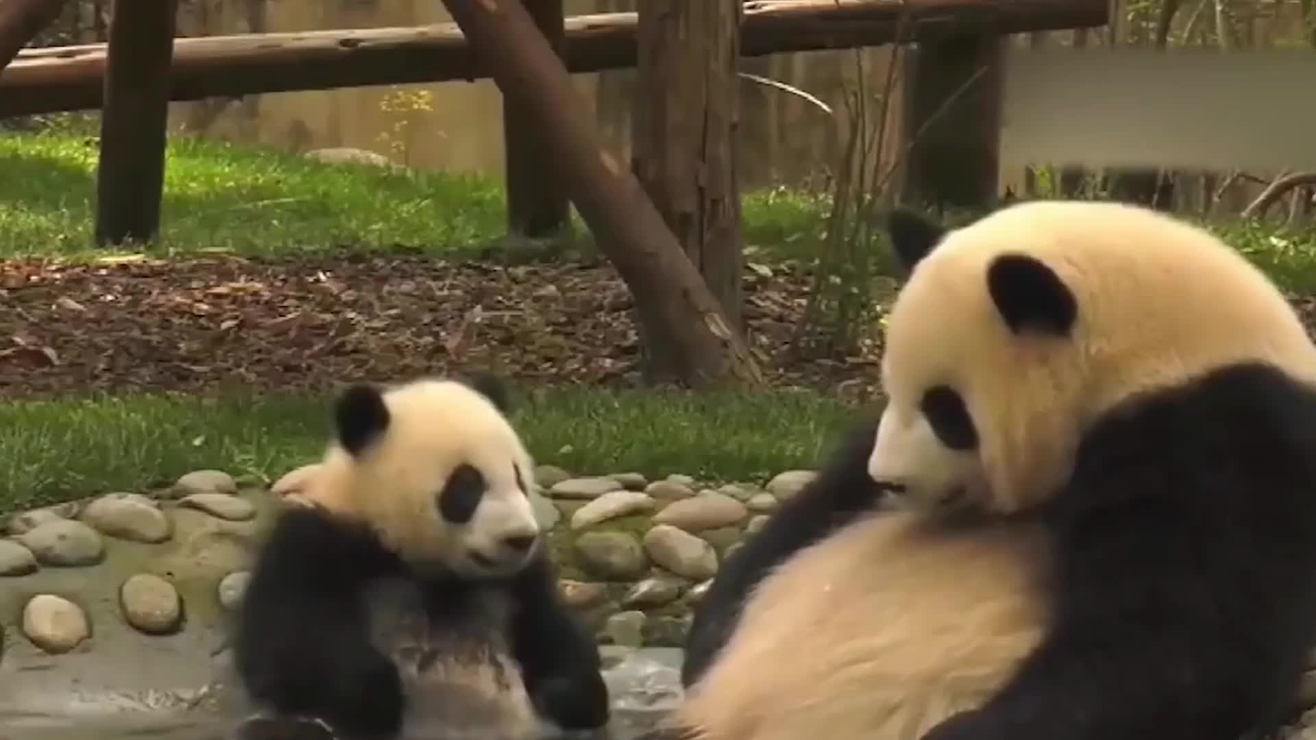 熊猫一掌将宝宝推开后，忽然想起是自己亲生的，接下来你别笑