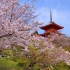 京都樱花盛开，美景如画