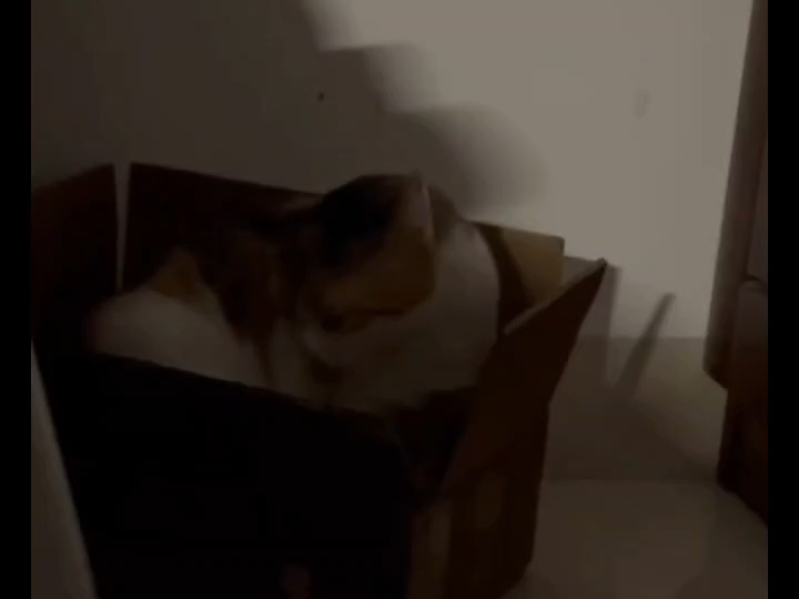 小猫可以加入母鸡卡吗