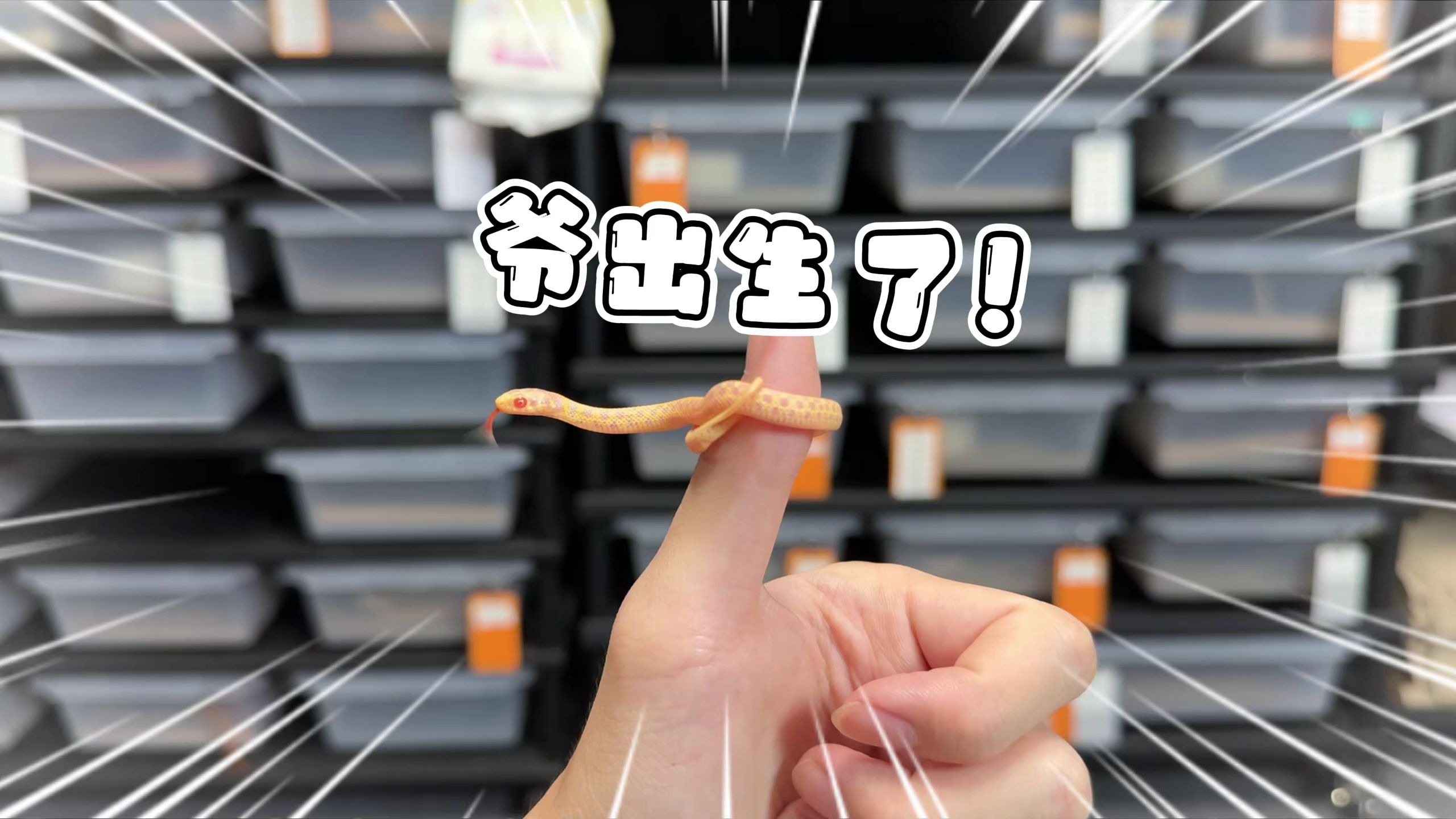 爬房年度最高产冠军诞生！一窝生了28条小蛇！