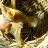 【自然】杜鹃雏鸟太坏了，从一出生就将其它幼鸟和蛋推下窝