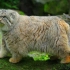 一只在森林里长大的野生兔狲，它从一公斤长到五公斤。