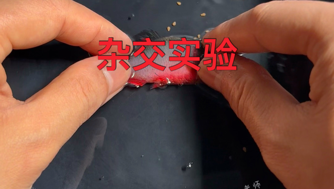 重庆火山鰟鮍与江西红边的杂交融合实验