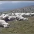 格鲁吉亚550只羊被雷劈死