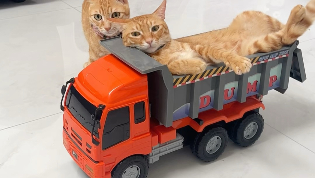 第一届猫咪驾照考试，现在开始