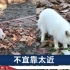 中国地质大学出现“白色小精灵”，悠闲漫步校园，超近照片曝光