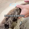 白茶花落离人不归-中短-迭代-01-Sai-解压-申佳旭