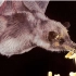 蝙蝠是热带植物的重要传粉者，尤其是凤梨科