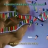 【配音版】【中英文双语字幕】【医学3D动画】从 DNA 到蛋白质 From DNA to protein