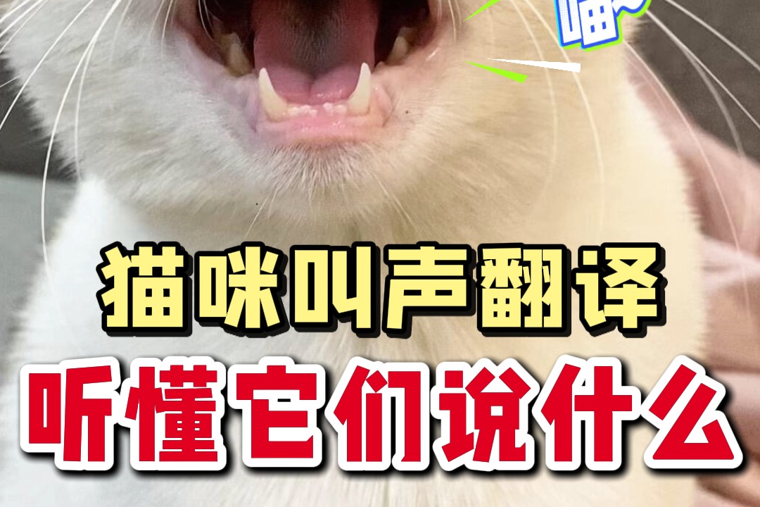 猫咪叫声解读，听懂它们到底在啥说！