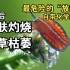 中国泛滥的危险“放屁虫”，接触后皮肤灼烧，每年多人受伤，荔蝽到底是什么“蝽”？
