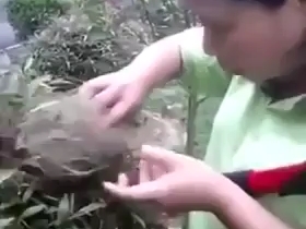 园丁修剪时发现鸟巢，并且生吃掉了巢里的幼鸟