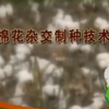 棉花杂交制种技术