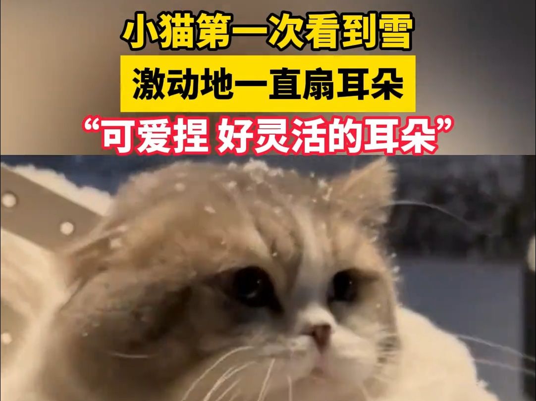 小猫第一次看到雪，激动的一直扇耳朵