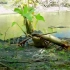密河鳄啃佛罗里达雀鳝