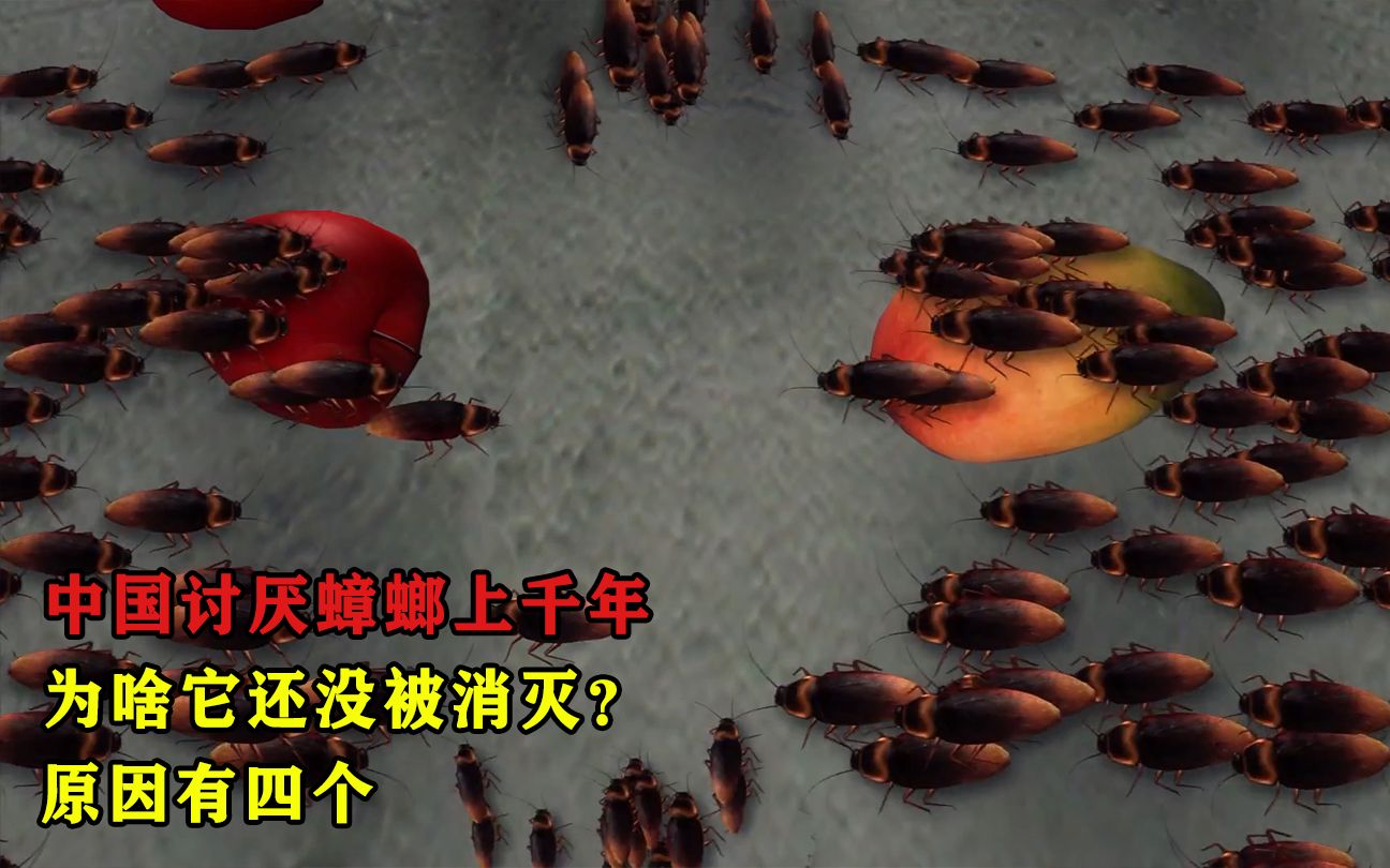 中国讨厌蟑螂上千年，为啥它还没被消灭？原因有四个