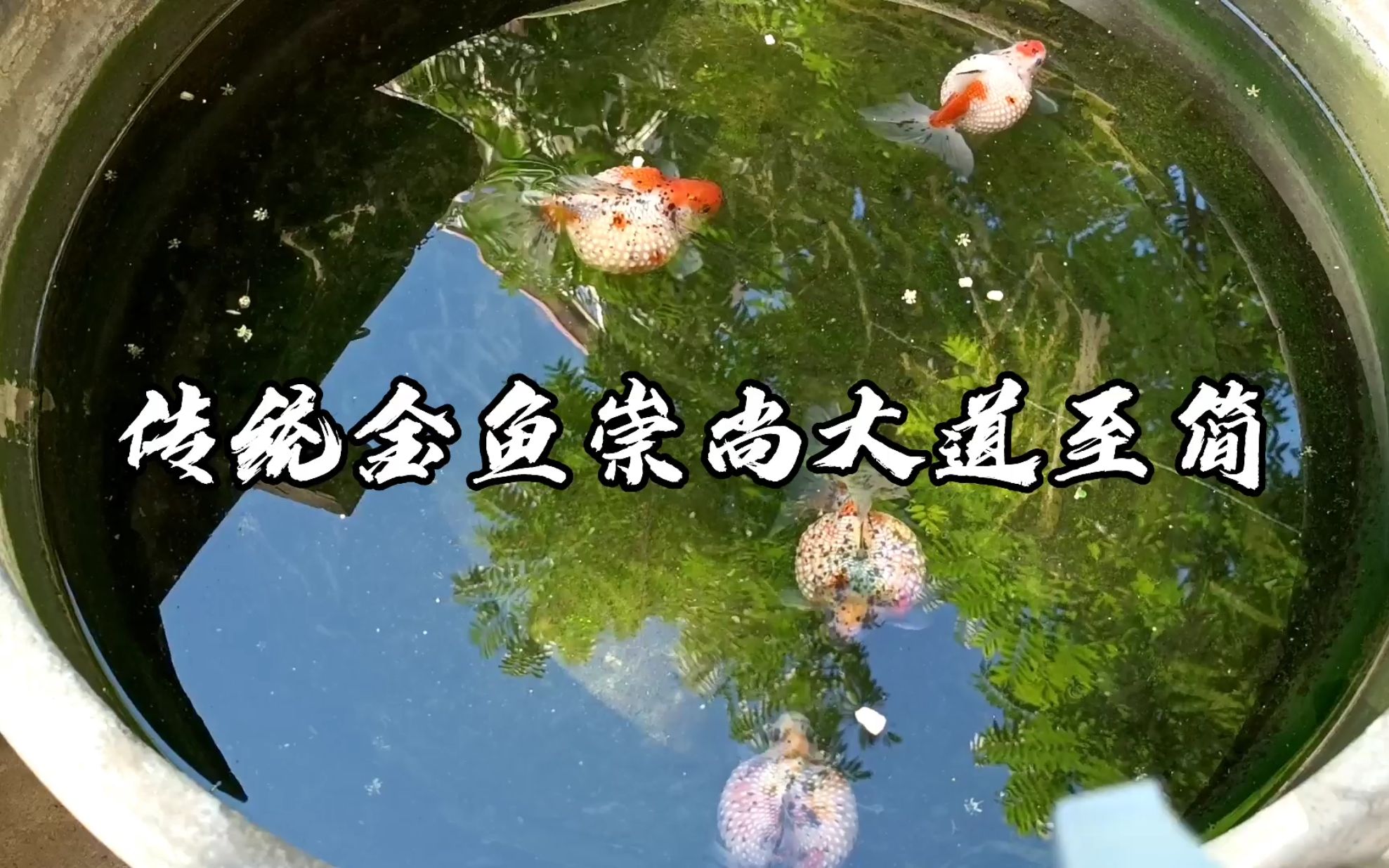 培育13年绝版金鱼失而复得，一个天津大爷小院，究竟养了什么金鱼