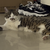 小猫咪睡觉不脱衣服就是想被妈妈亲