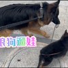 【德国牧羊犬】让大狼狗太子爷尽一天父亲的职责，带娃遛娃的一天