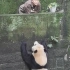 10月24日的重庆动物园 重动三宝之渝宝和奶爸互动