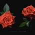 「4K120fps玫瑰鲜花延时摄影」难以捕捉的复古色 - 复古橘 | 双视角