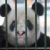武汉动物园回应熊猫虐待：将送回四川休养 饲养员已停职