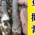 广西人最爱吃的蘑菇——中华鹅膏菌